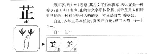 芷的意思